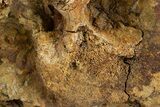 Dinosaur Tendons, Tooth, and Bones in Sandstone - Wyoming #303352-4